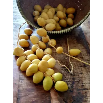 Natural Fresh Dates